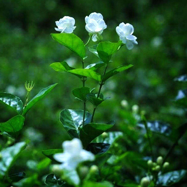 茉莉雨香氛精油.jpg